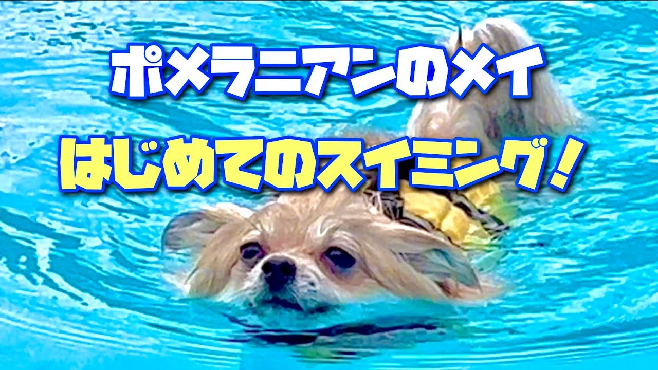 ポメラニアンのメイ　初めてのスイミング