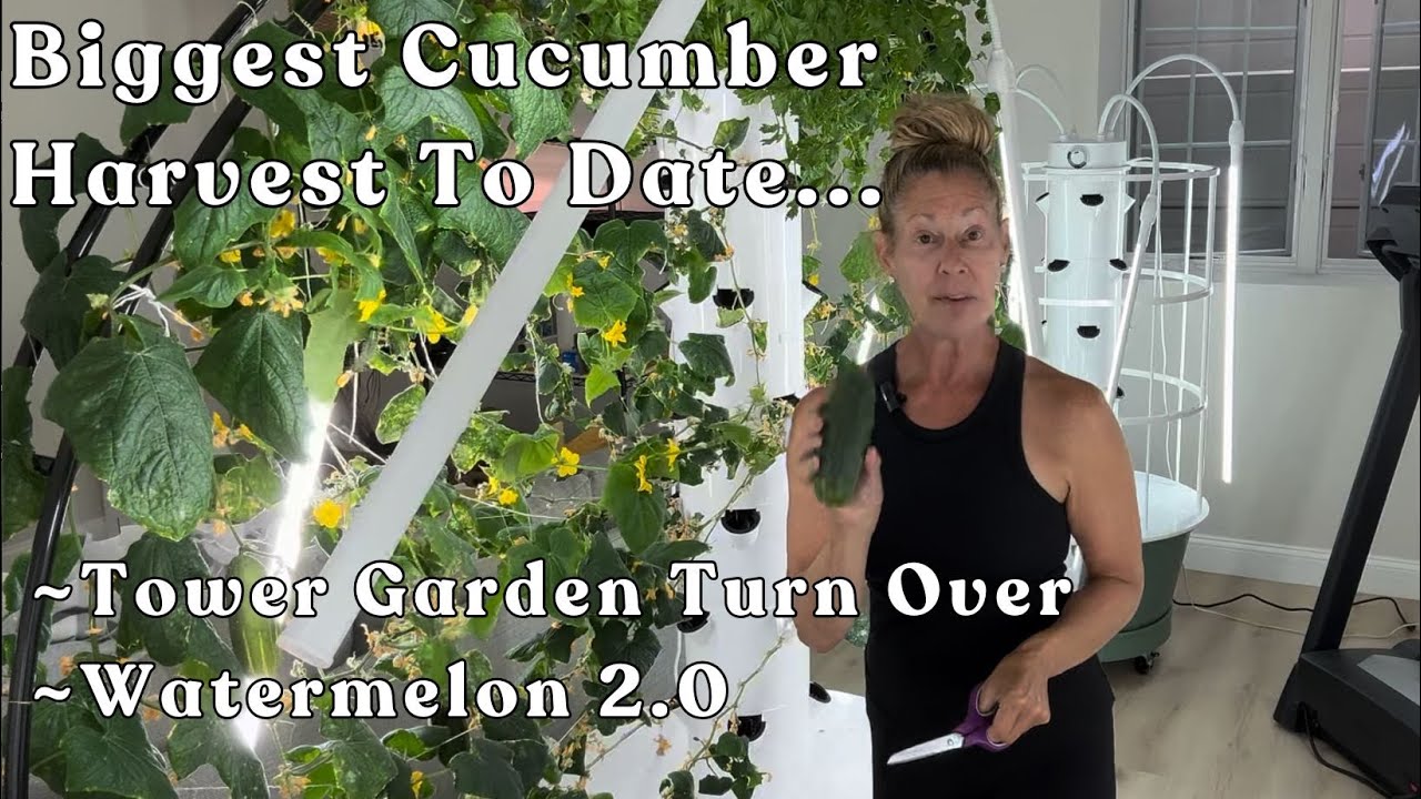 The Biggest  #cucumbers  #harvest  To Date! What Will Fill The Trellis Now??? #towergarden #garden