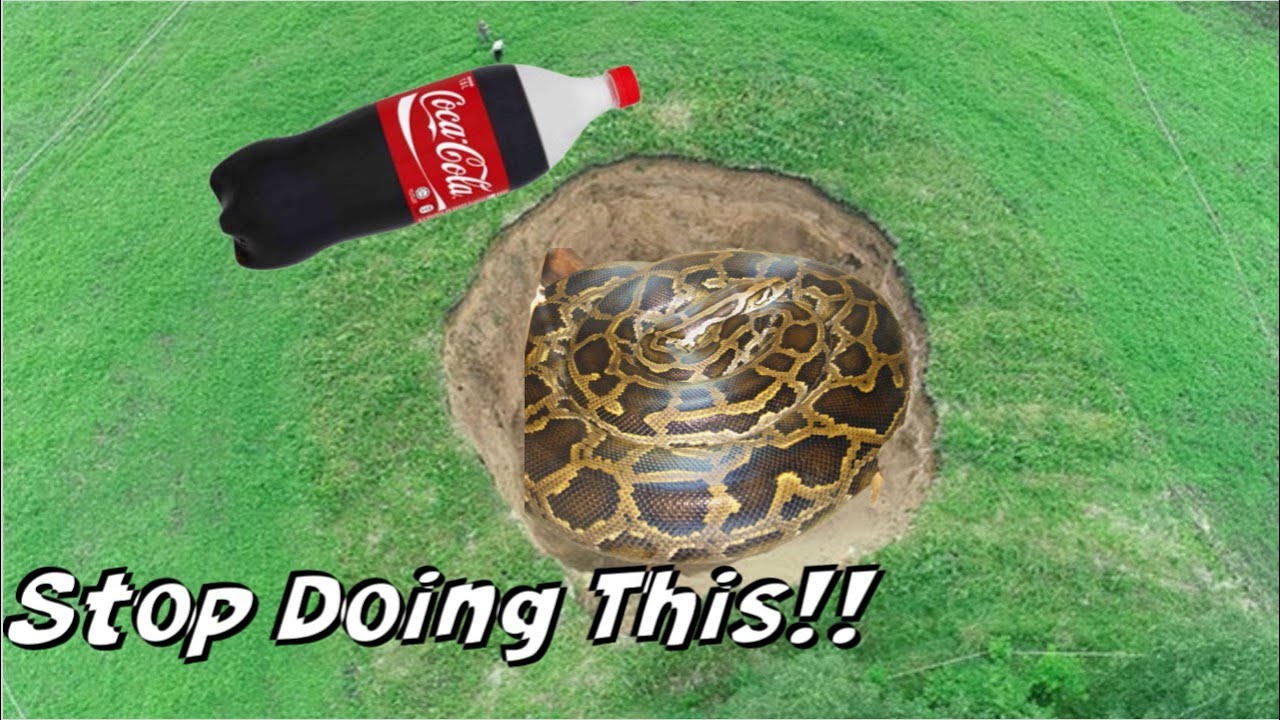 The Channels That Pour Coca Cola On Animals For Views