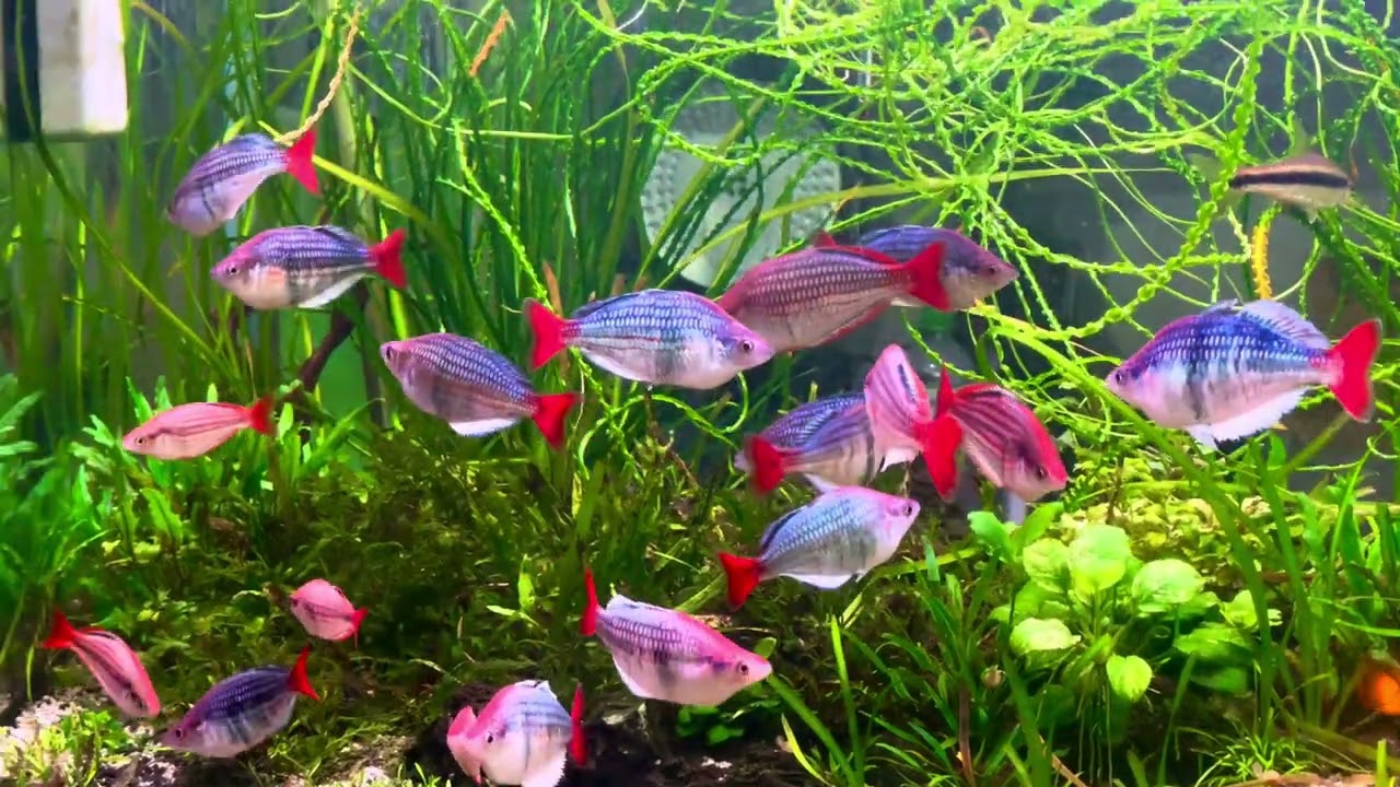 #kalitawa #maisari #rainbowfish 