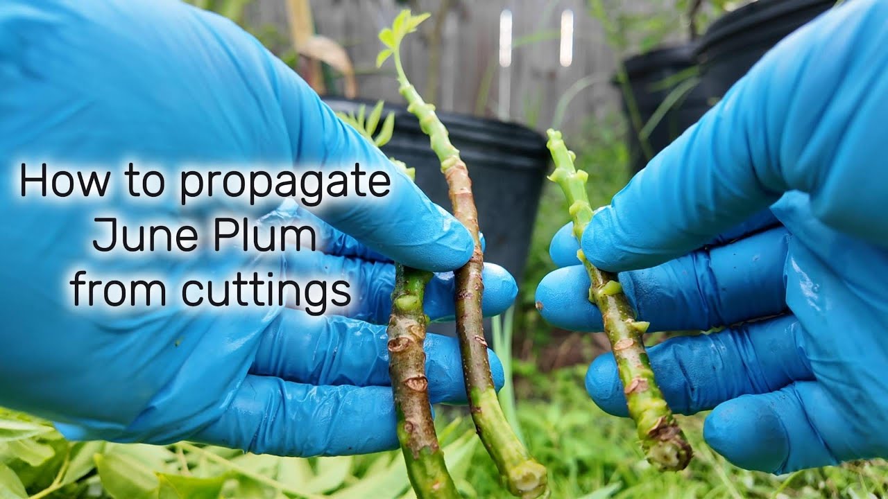 Make new June Plum trees from cuttings!!! 