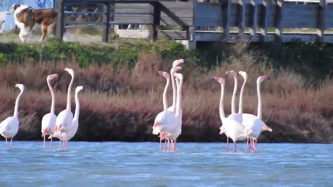 La superbe parade des Flamants roses début janvier 2025.The superb parade of the pink flamingos