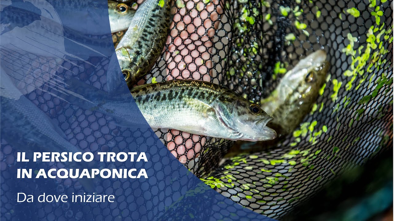 ALLEVAMENTO PERSICO TROTA