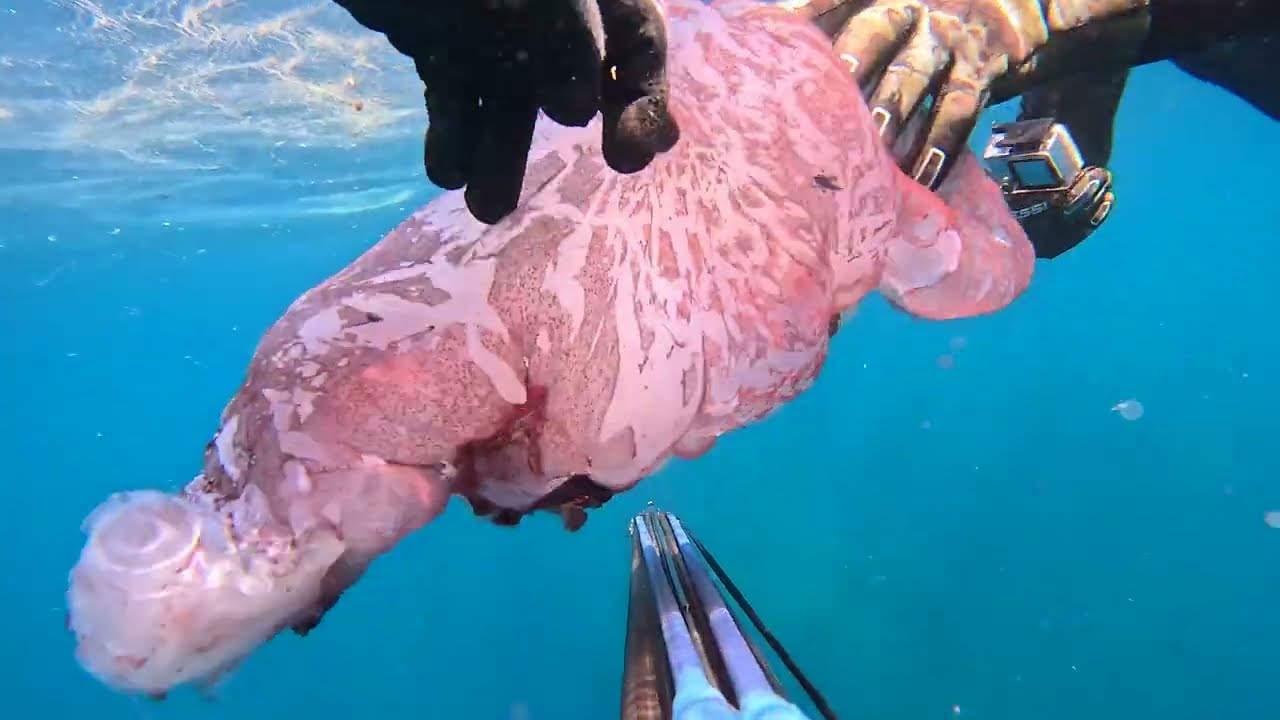 Pesca submarina II 2023 Ilha de São Miguel Açores