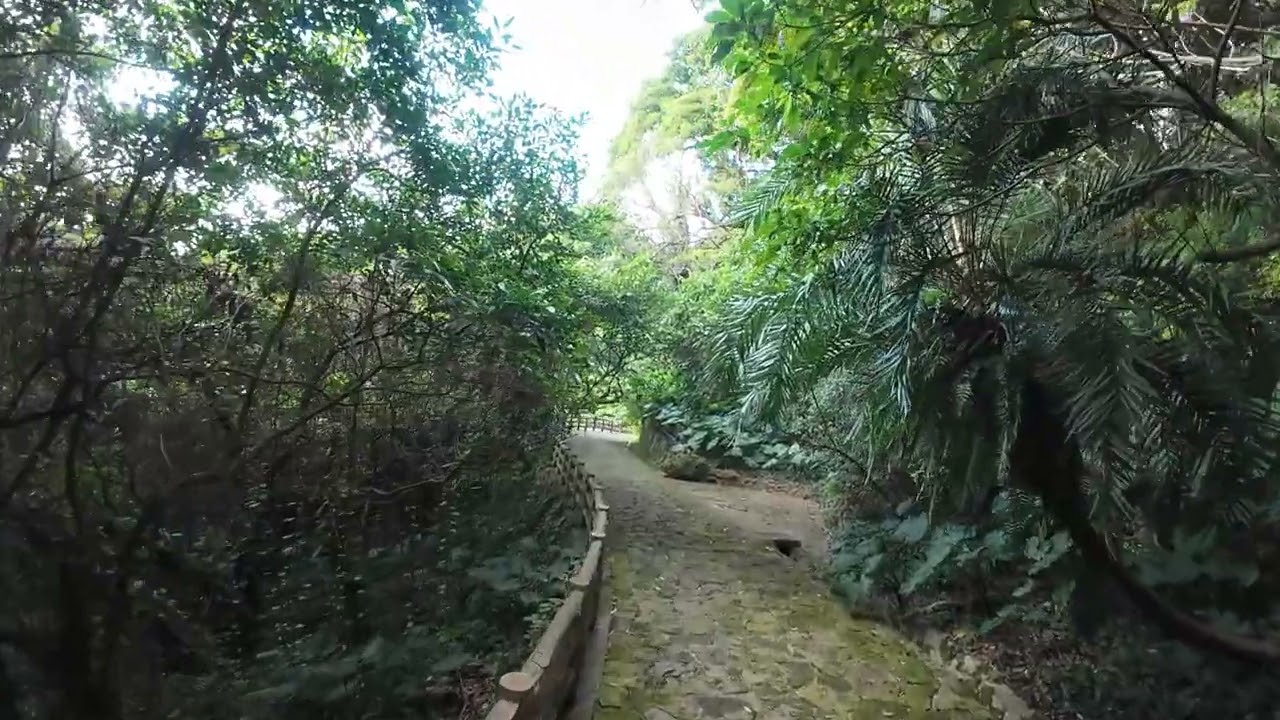 本日の末吉公園　空と森