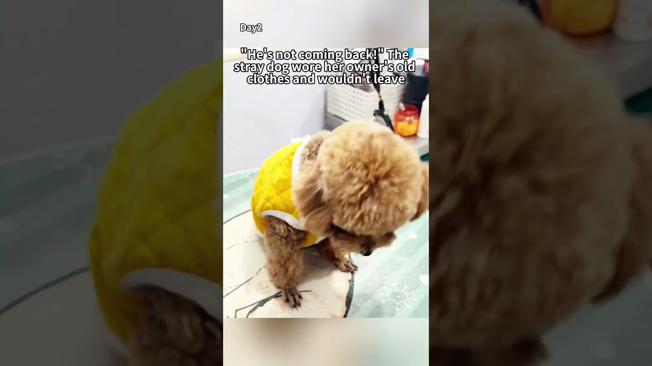 "Stop waiting, he won't return!" The stray dog wore her owner's old clothes and refused to leave