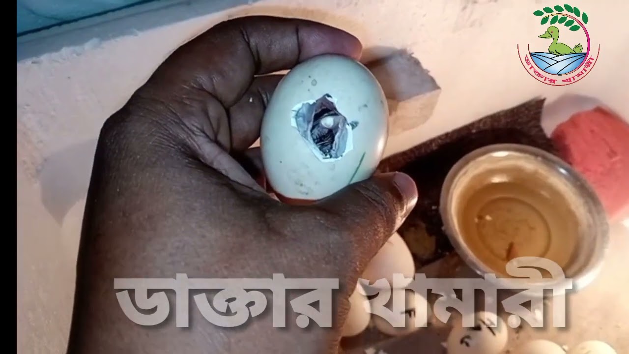 মেশিনে চিনা হাসের ডিম ফুটানোর গোপন টিপস, ডাক্তারখামারী