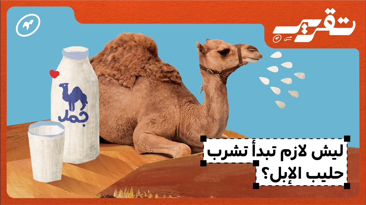 مستقبل الألبان في السعودية هل يكون من الإبل؟ | تقرير من كلماشي