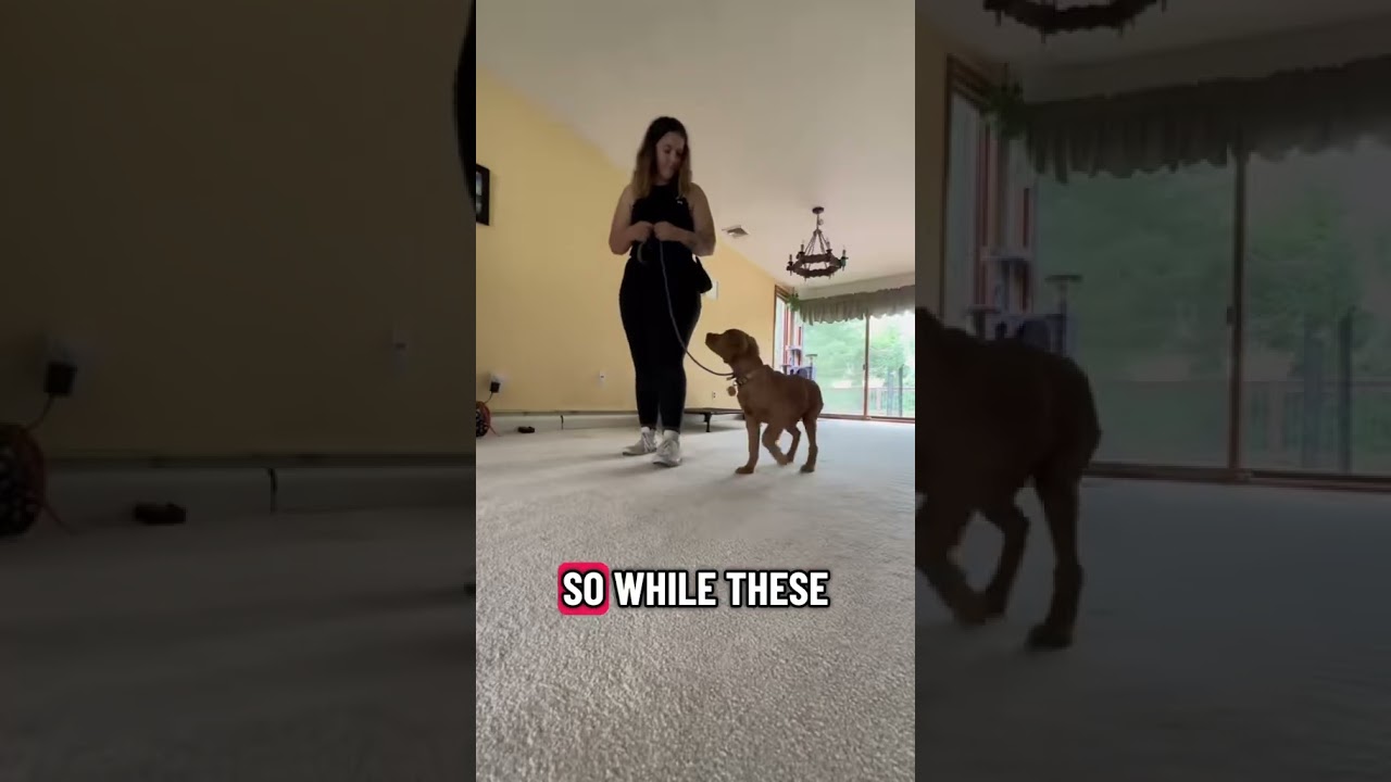 Puppy Board and Train - Day in the Life (Fetch Happens Dog Training King of Prussia)