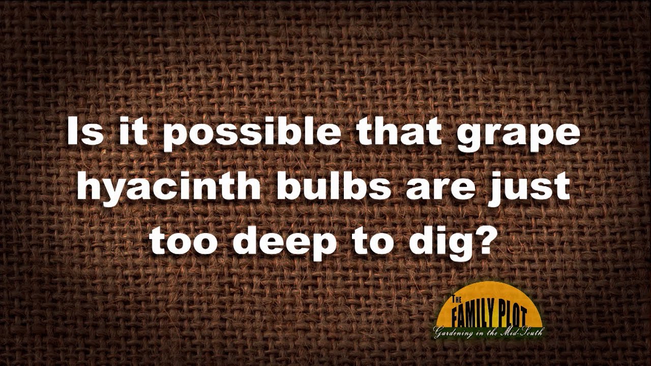 Q&A &ndash; Is it possible that grape hyacinth bulbs are just too deep to dig?