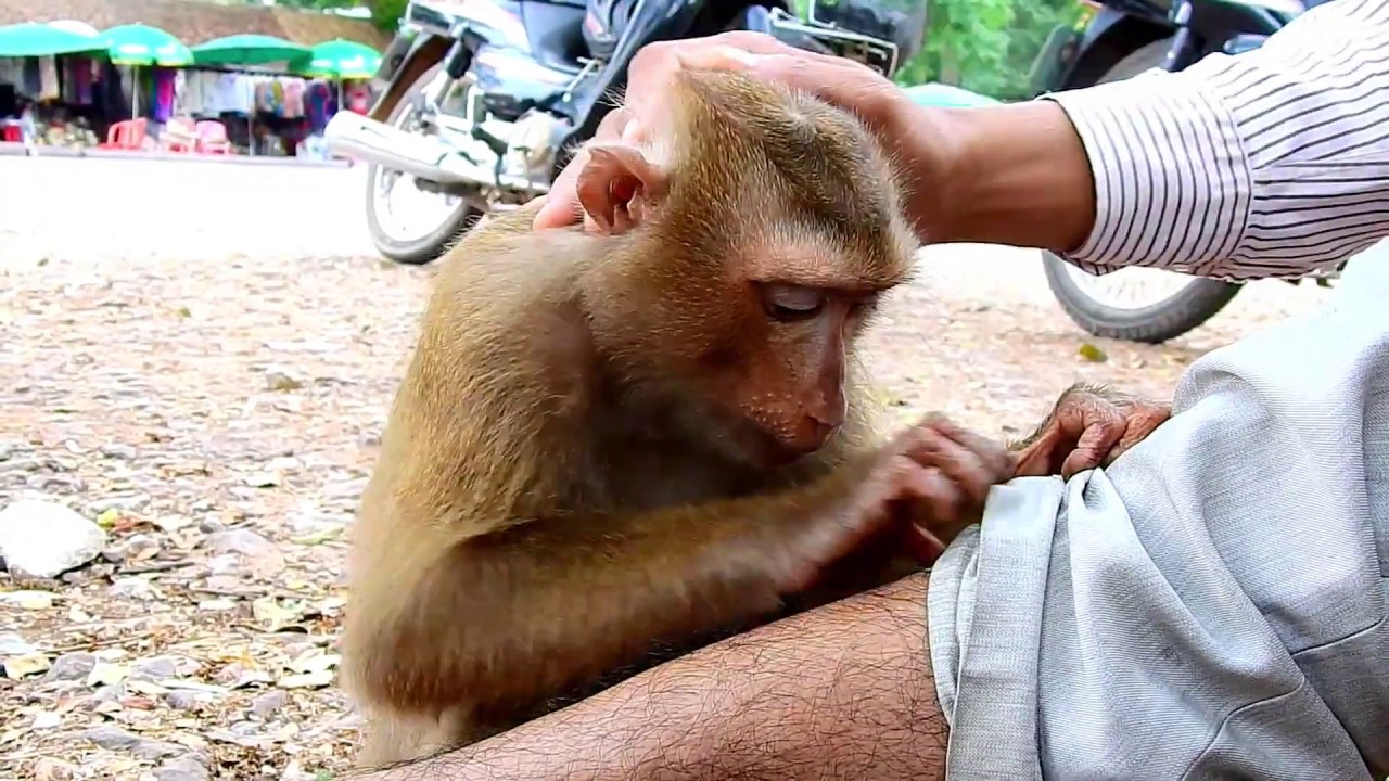 Good relationship between pigtail monkey &gentleman, they are grooming to each other very well