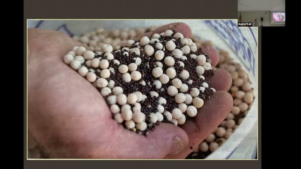 Introduction to Intercropping Workshop: Yellow Peas and CL Canola
