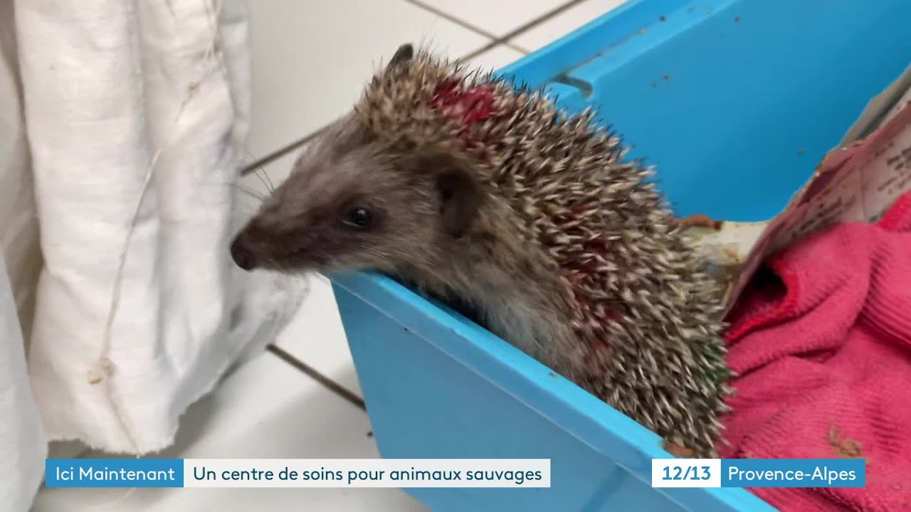 À Buoux, dans le Vaucluse, découverte d'un centre de soins pour animaux sauvages