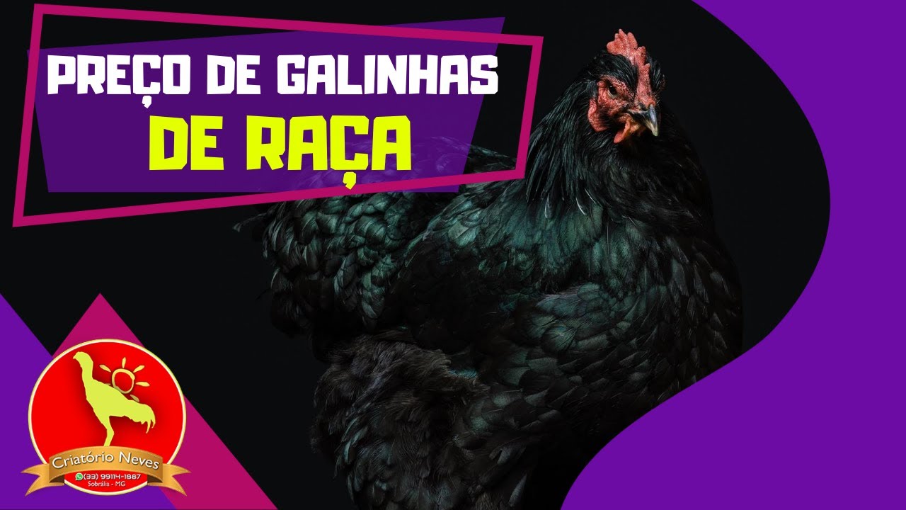 Feira de GALINHA DE RAÇA PURA. Veja os preços das GALINHAS (EXPOINTER)