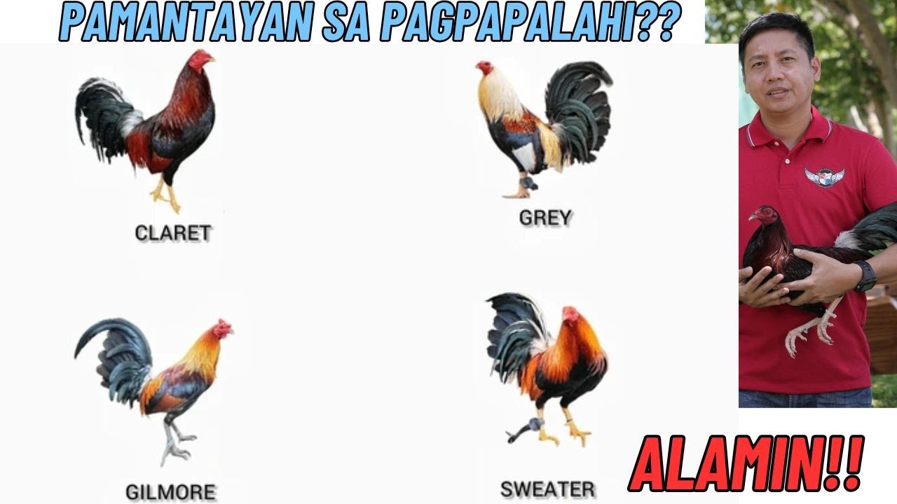 Kahalagahan ng Pamantayan Sa Pagpapalahi Ng Manok Panabong