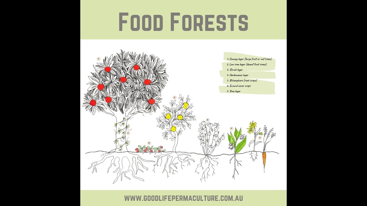 Food Forests