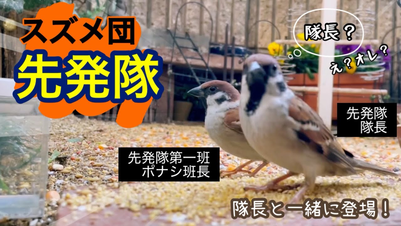 今日の小庭総集編(鳩数４羽)260320