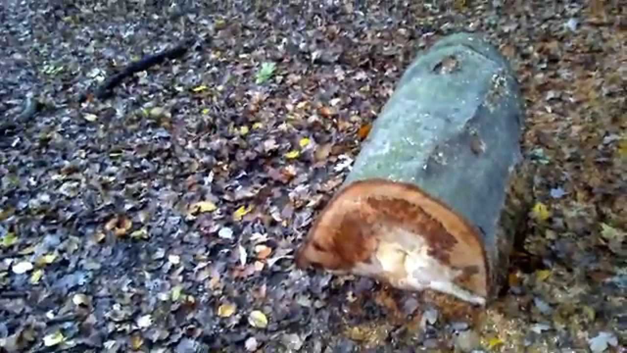 Spalted Beech - no project video