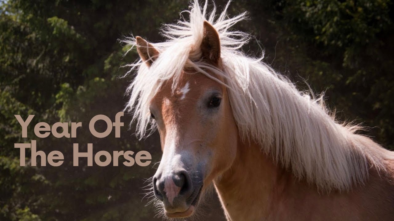 Forever Part of Grace Forest Farm | Tribute to Our Horses This Year of the Horse