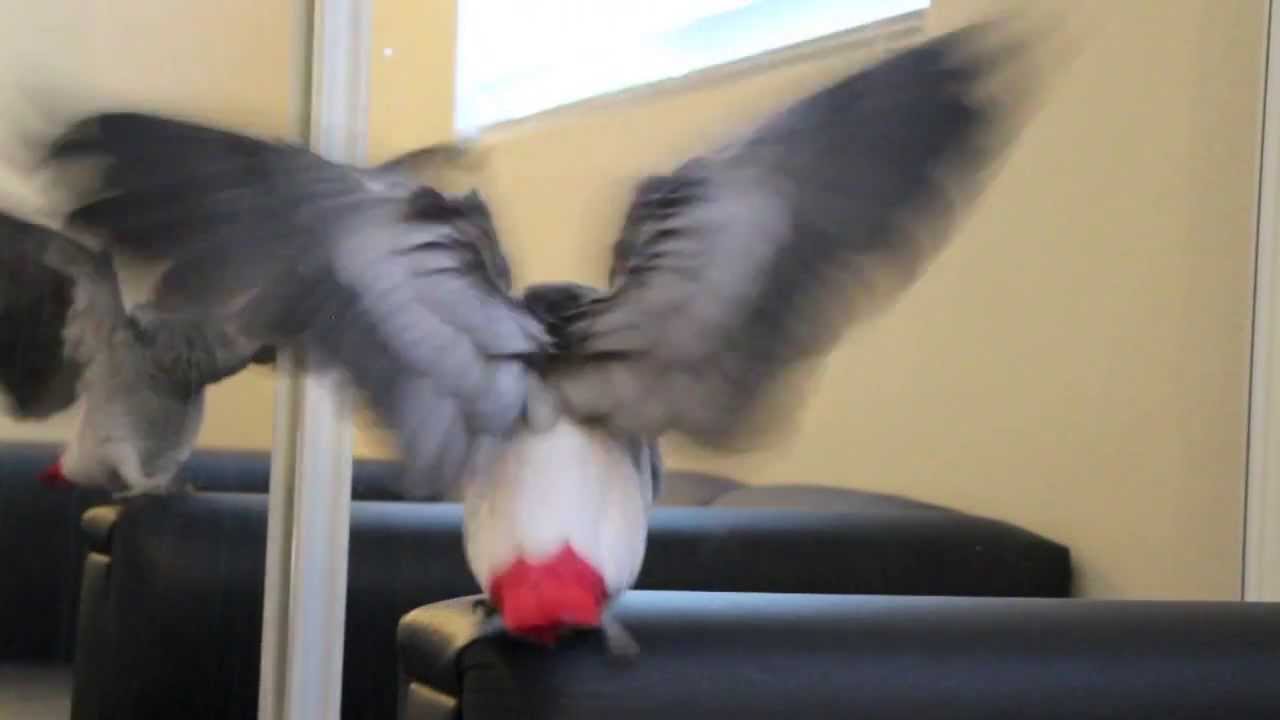 Should I Clip My Bird's Wings?