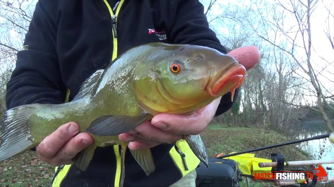 PESCARE LE TINCHE A FEEDER FISHING