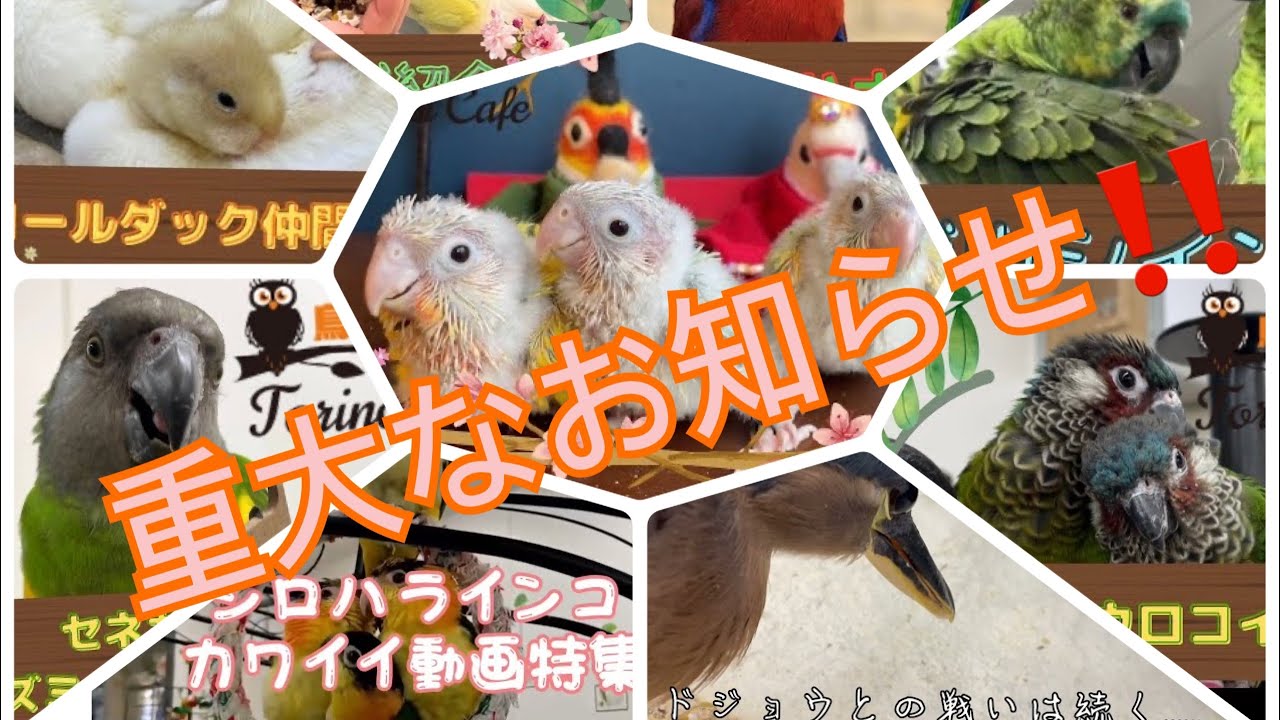 【鳥のいるカフェ🕊千駄木店】重大なお知らせ‼️