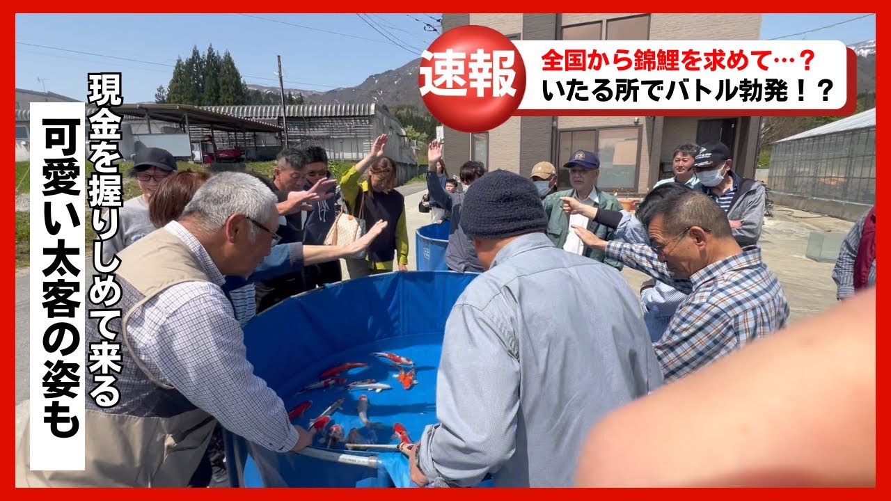錦鯉を求め全国から客殺到！#塩田養鯉場#koi #koifish #錦鯉販売