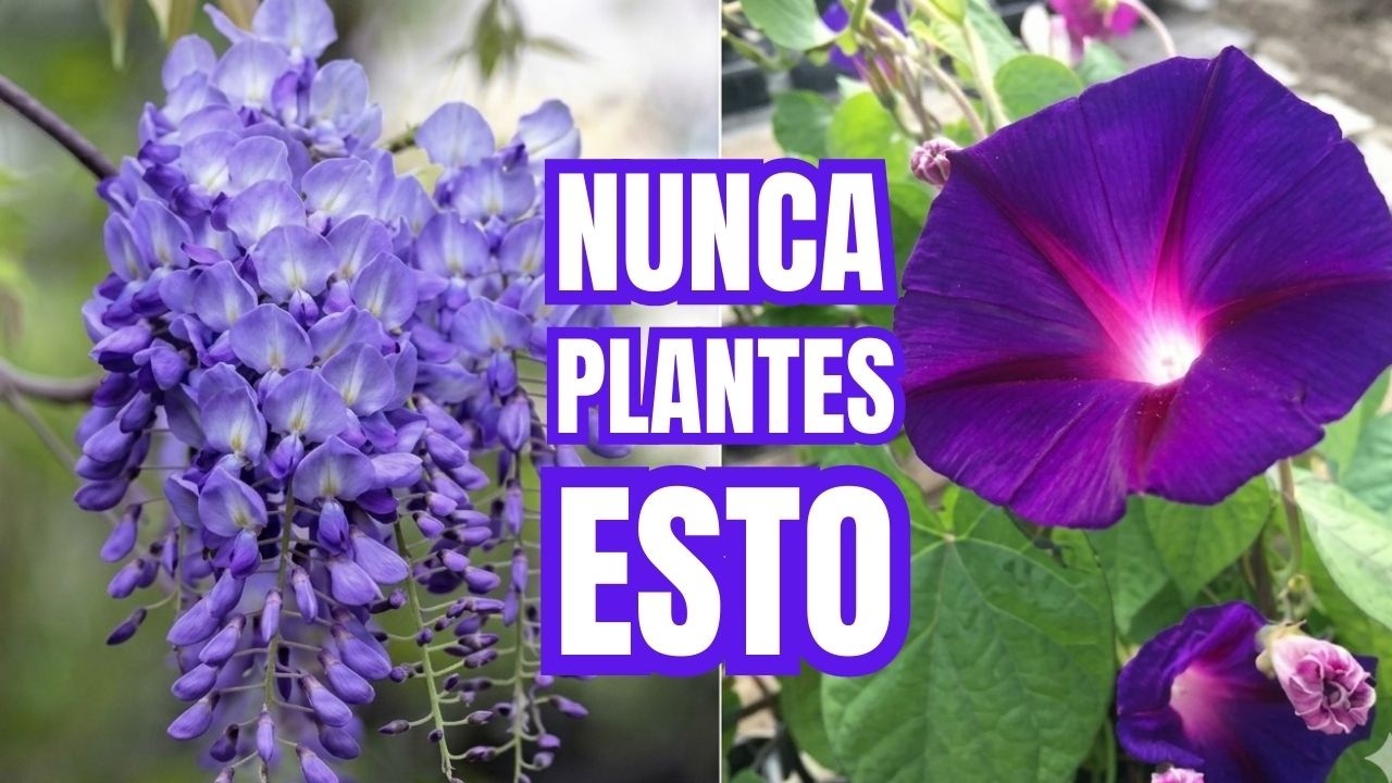 Las 10 plantas Que NUNCA deberías cultivar en tu Jardín