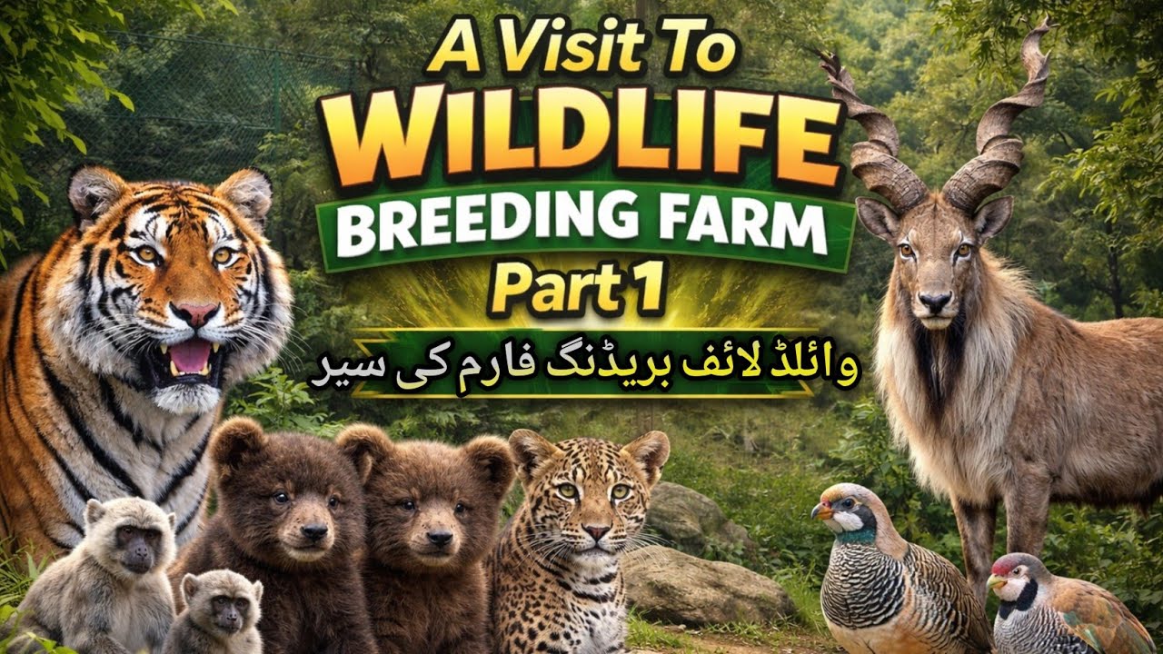 A Visit To The Wildlife Breeding Farm | Wildlife Breeding Farm Ki Sair 