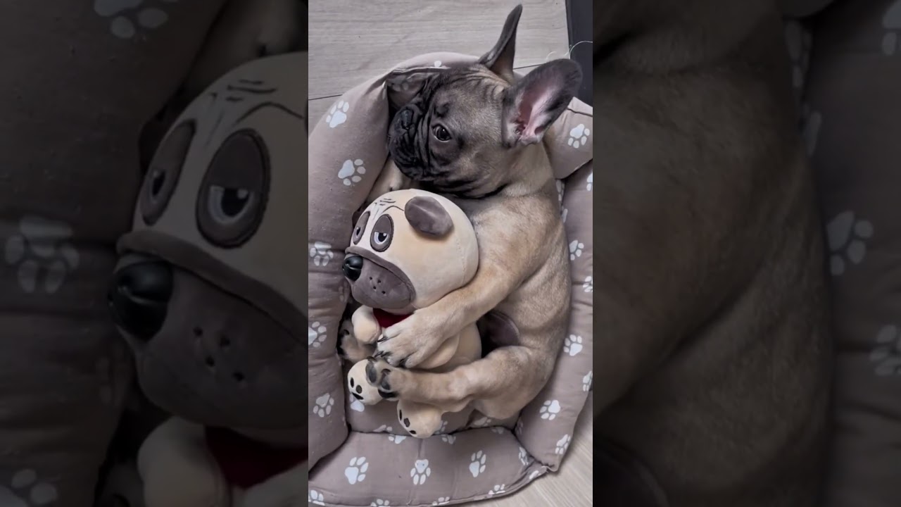 Bulldog Facts You Didn’t Know 🐶 