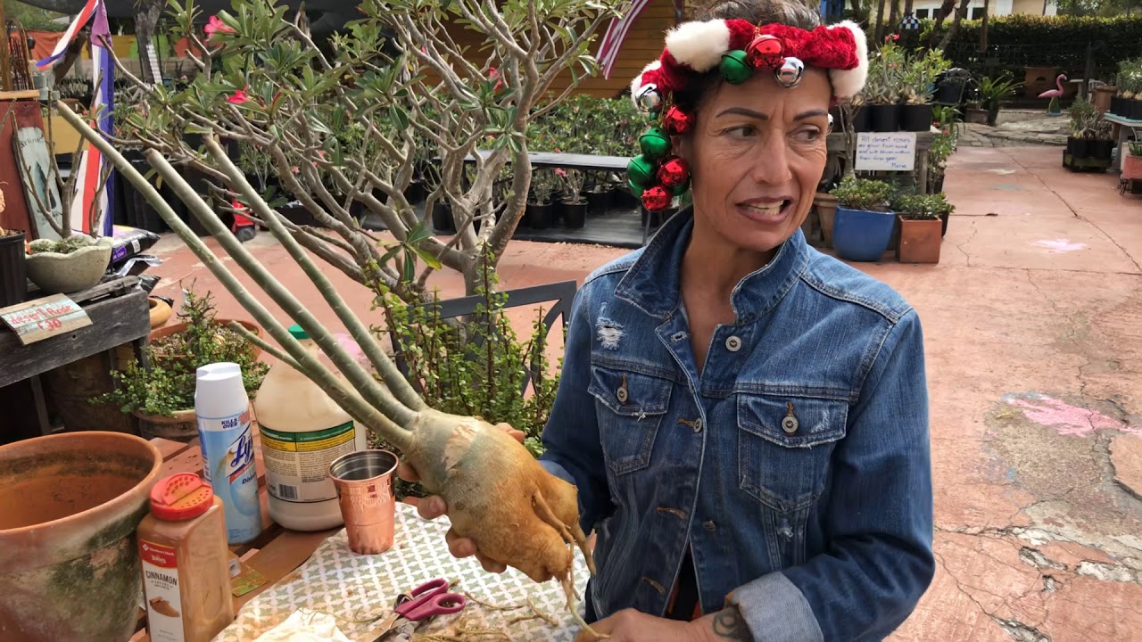 Why desert roses die
