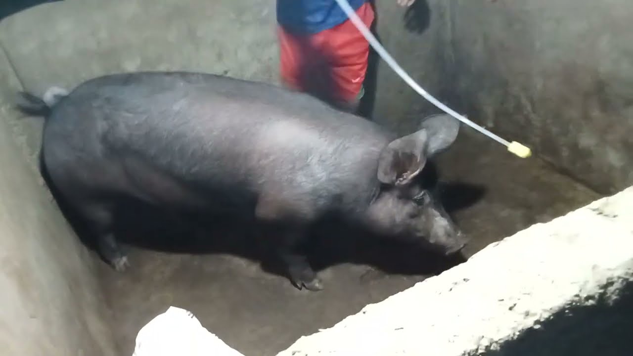 AI of my new sow 👍