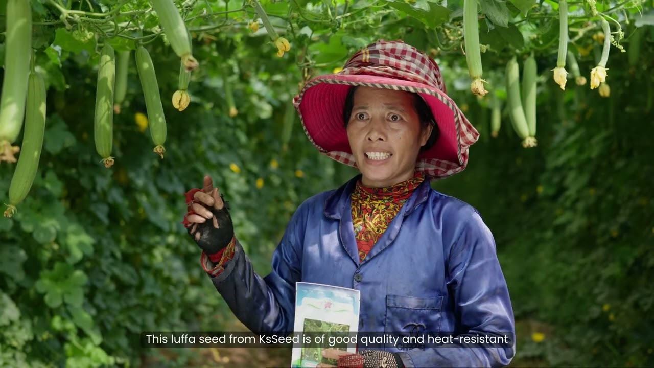 How KsSeed supplies locally made seeds for Cambodian farmers?​​​ | គ្រាប់ពូជបន្លែខ្មែរដោយខេអេសស៊ីត 🌾