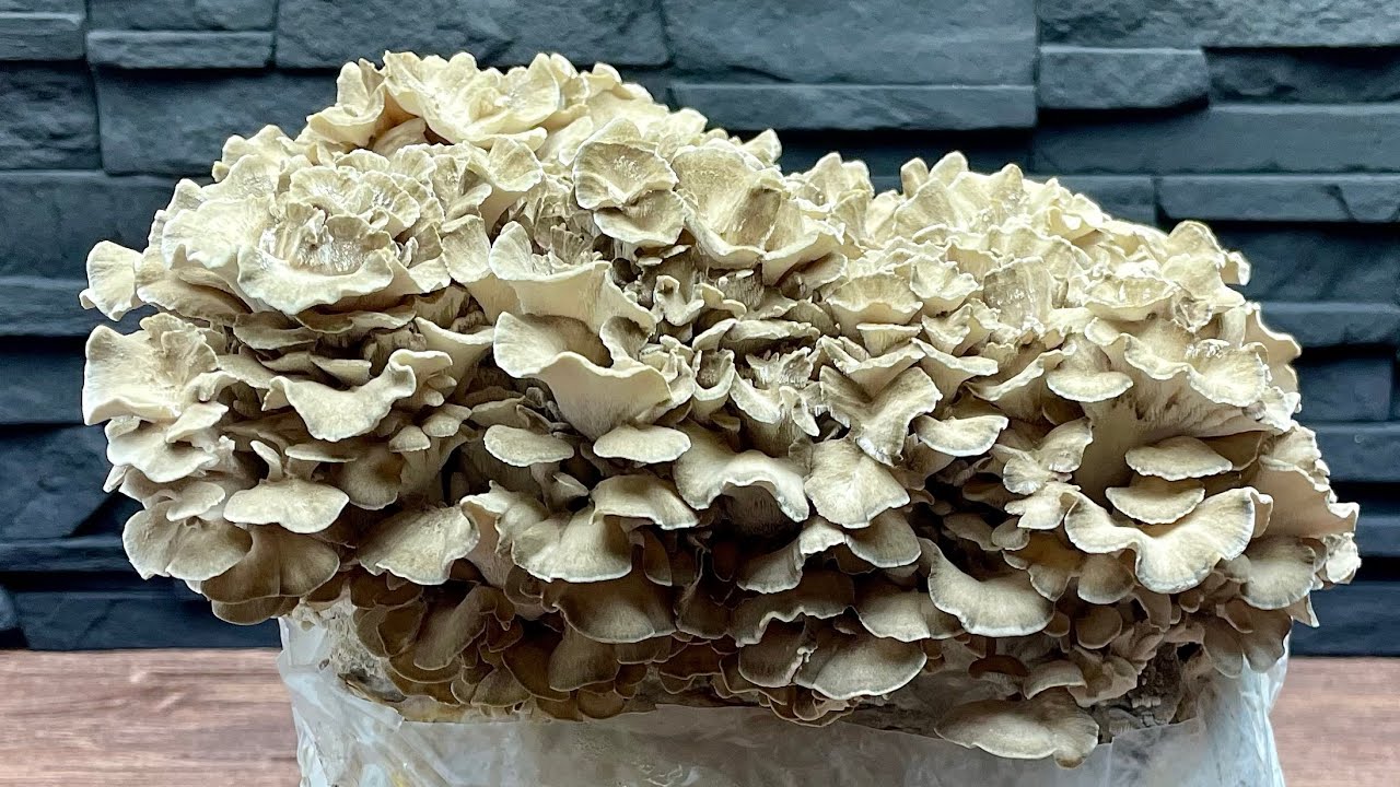 Pilze z&uuml;chten | Erntezeit Folge 47 | Maitake | Grifola frondosa