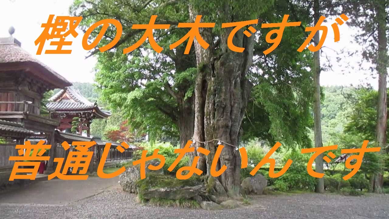茨城県大子町 高徳寺の置いただけ山門と普通じゃない樫の大木( 八溝山途中の寺)