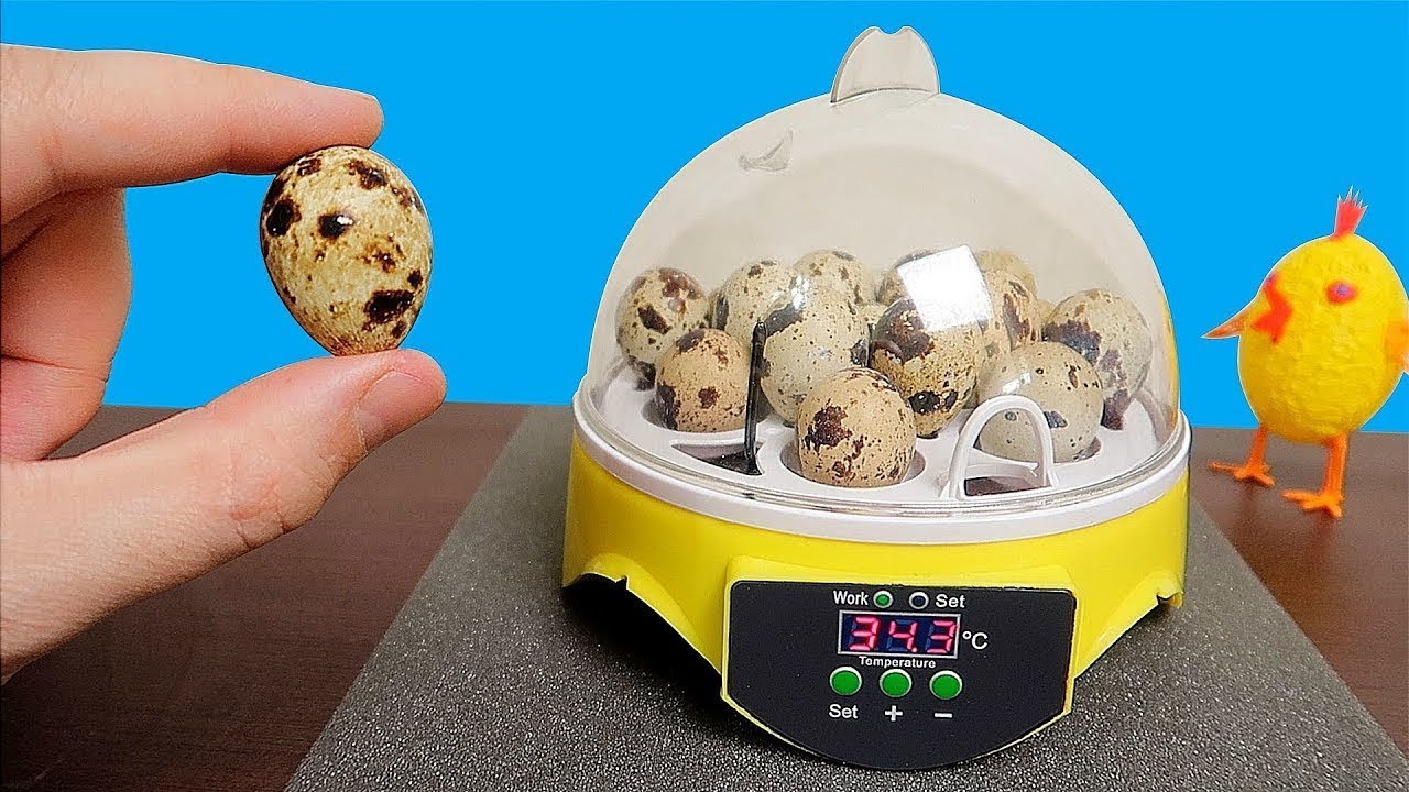 UNBOXING: INCUBADORA para CRIAR HUEVOS desde CHINA