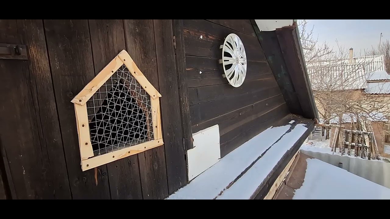 Живут голуби на даче.