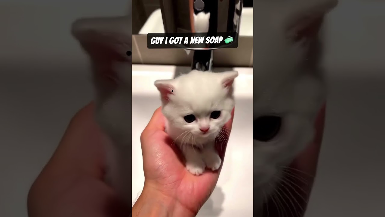New soap 🧼 #soap #ai #cat #cats #funny #memes #shorts #shortvideo #shortvideo #viral #youtubeshorts