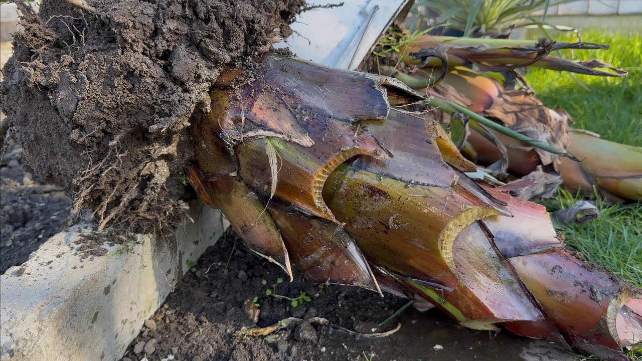 Przygotowanie Roślin do zimowania. Maurelli Basjoo Musela Brugmansja Gunnera ……