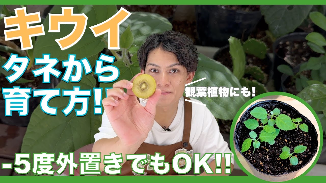 キウイを種から育てる！栽培を成功させる3つの秘訣を徹底解説！【ハイポネックス】
