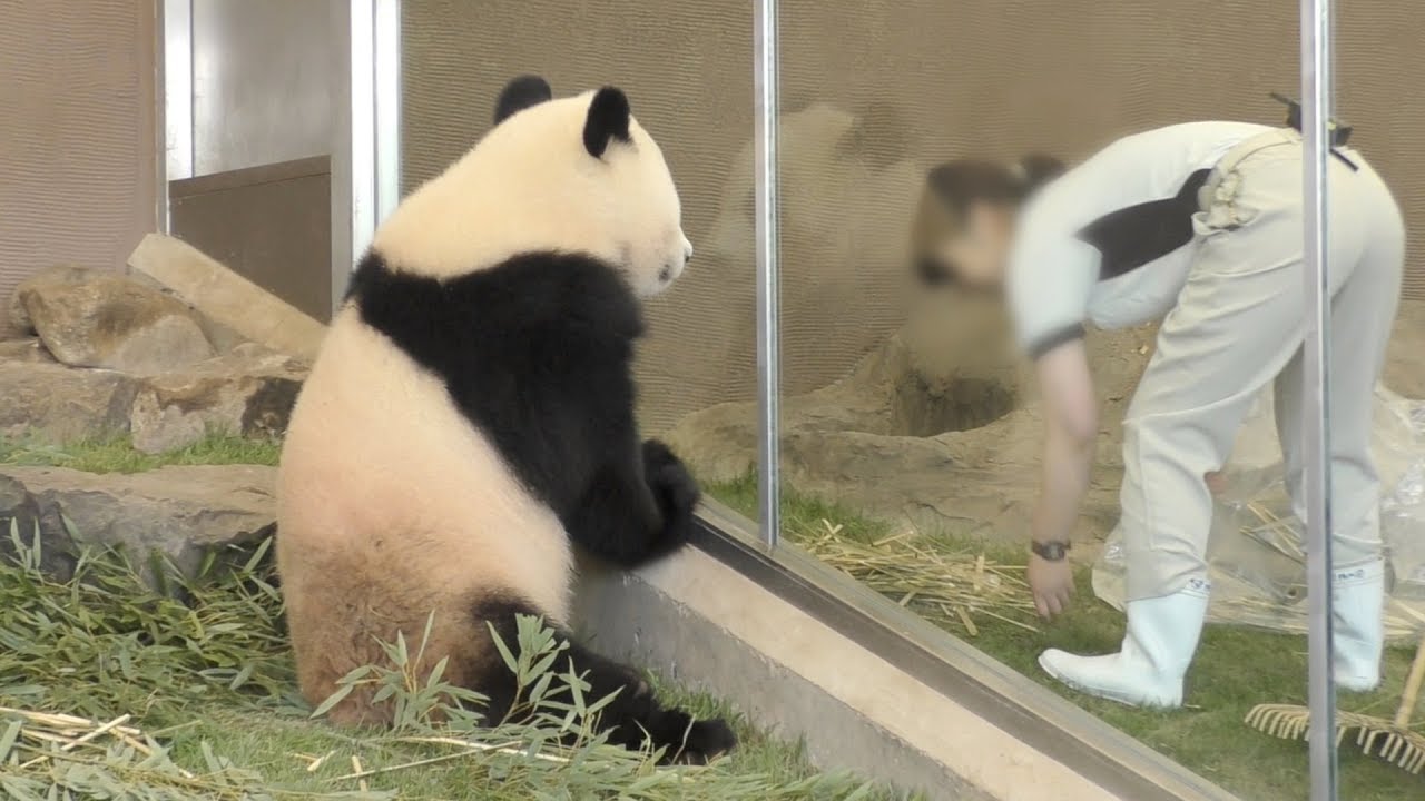 【大忙しッ!?✨】結浜🎀飼育員さんのタッチに転がって大喜び🎶✨【子パンダ】Giant Panda -Yuihin -☆great joy✨