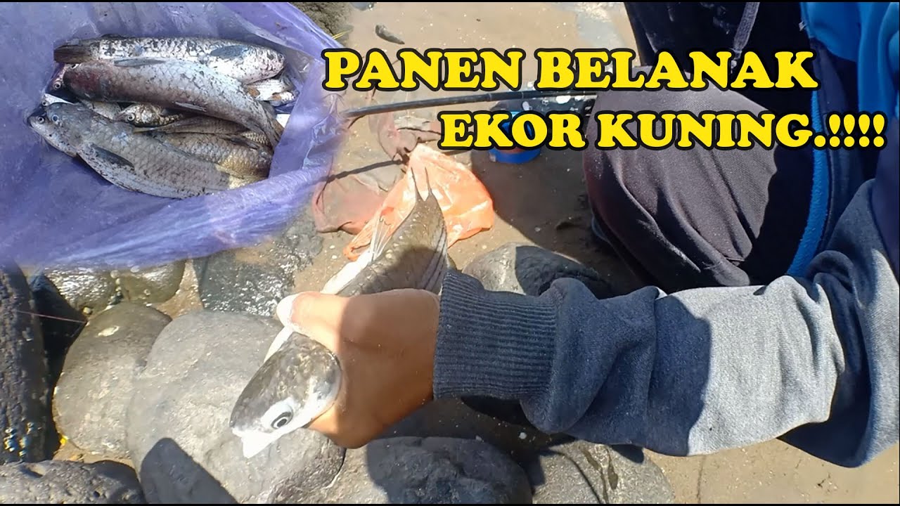 Mancing Cuma Dipinggir Bisa Panen Belanak Ekor Kuning.!!!