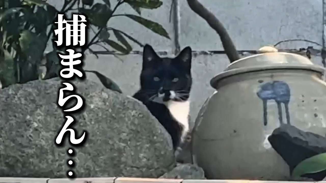 【野良猫保護】こんなにいっぱいいるのに1匹も捕まらない日もあるのが現実