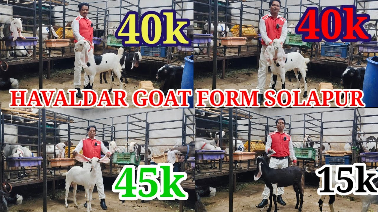 IRFAN BHAI NE LAYA GULABI COLLECTION (IRFAN BHAI 9175318121) SOLAPUR