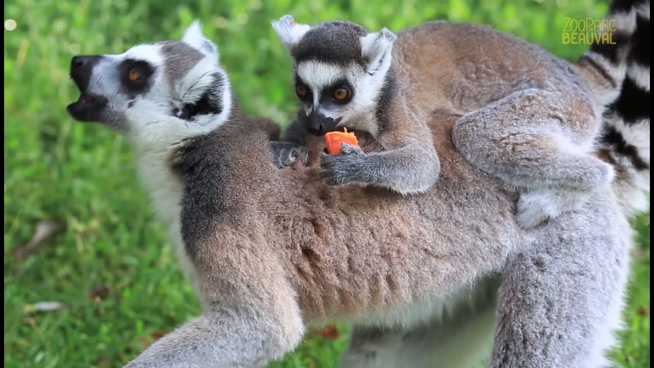 Spécial Bébés ! Makis cattas en famille. Beauval, un œil en coulisse - Ep5