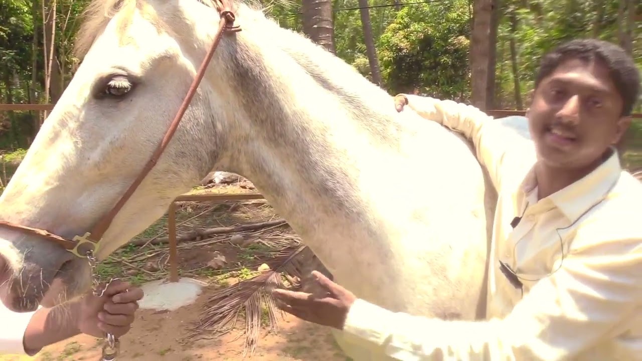 Marwari Horses farm.  Karnataka.  Mr Dhanush Gowda