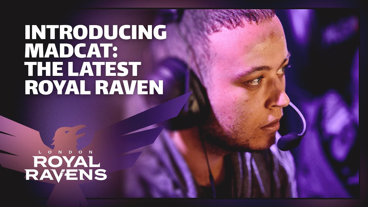 Introducing MadCat: The Newest London Royal Raven