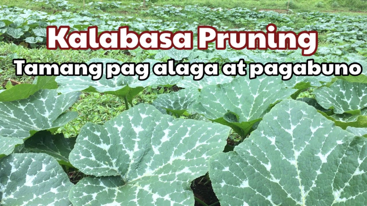 Paano mag pruning ng Kalabasa?tamang pag alaga at abuno #kalabasa #kalabasa#bukidnon