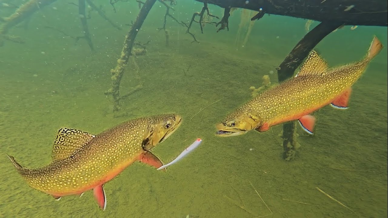 Закинул камеру GoPro под воду и рыбачил вокруг нее!! Подледная рыбалка на БОЛЬШУЮ ручьевую форель!!