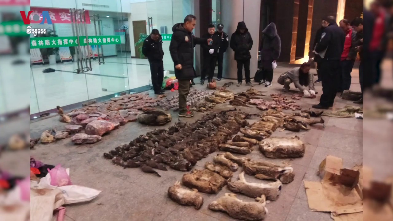 ចិន​​​ហាមឃាត់​ការ​លក់​ដូរ​សត្វព្រៃ​​បណ្តោះអាសន្ន​ដោយសារ​មេរោគ​កូរ៉ូណា​វីរុស​ថ្មី